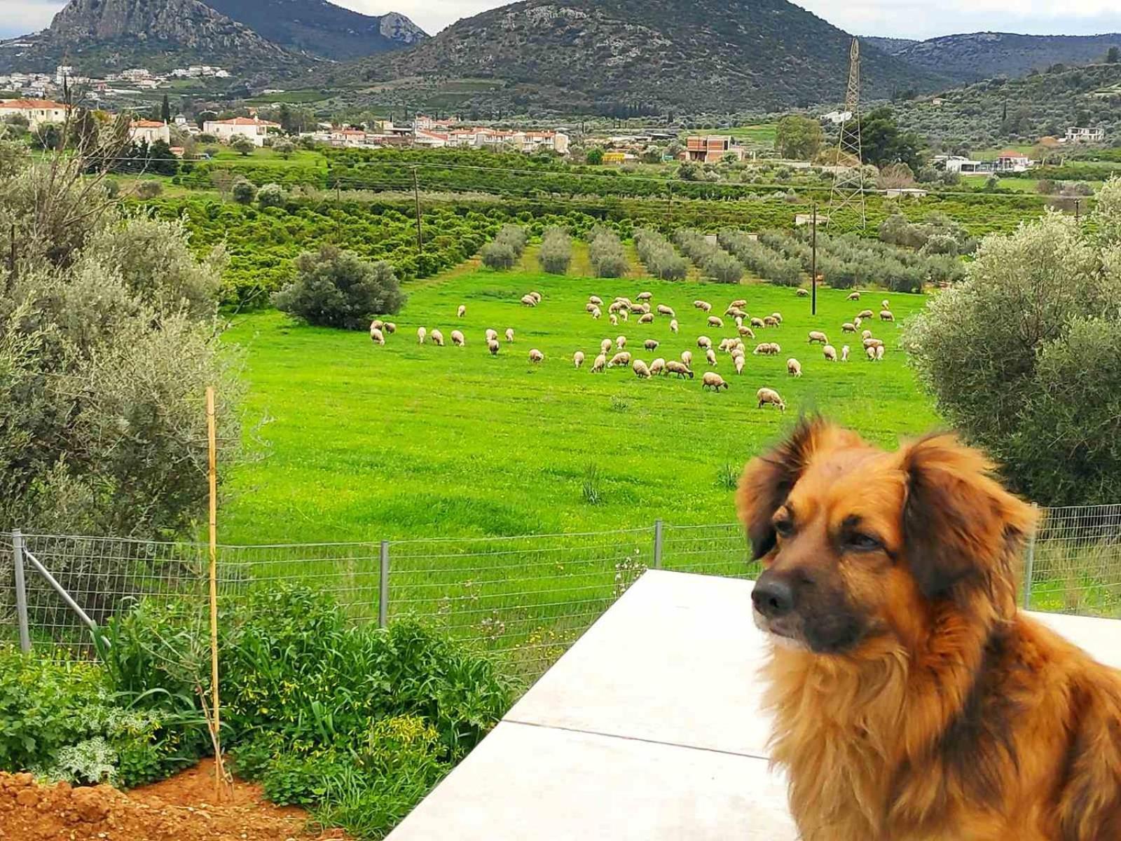Gregory's Farm *