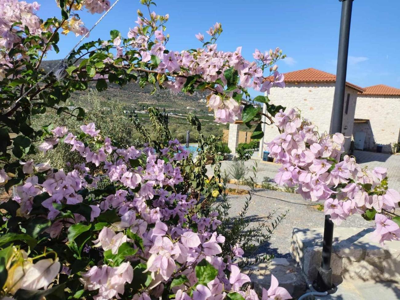 Gregory's Farm Lefkakia